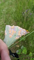 Puccinia poarum
