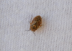 Strongylocoris luridus