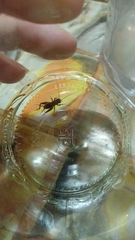 Eumodicogryllus bordigalensis