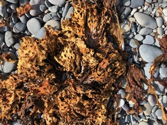 Thalassiophyllum clathrus