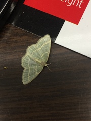 Chlorochlamys