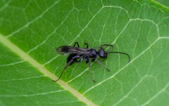 Auplopus carbonarius