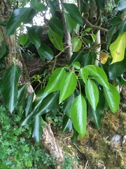 Trochodendron aralioides
