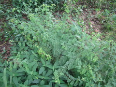 Aeschynomene brasiliana