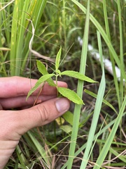 Teucrium canadense canadense