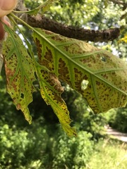 Apiognomonia errabunda