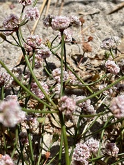 Eriogonum nortonii