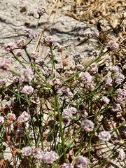 Eriogonum nortonii