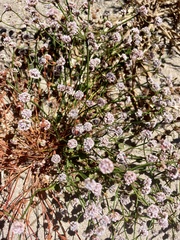 Eriogonum nortonii