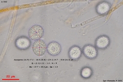 Scutellinia minor