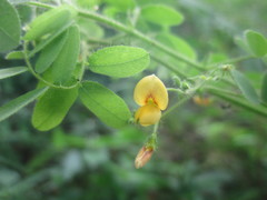 Aeschynomene brasiliana