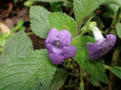 Chrysothemis melittifolia