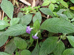 Chrysothemis melittifolia