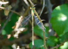 Lestes barbarus