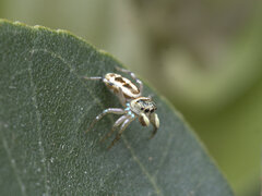Salticidae