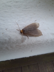 Macrobrochis staudingeri