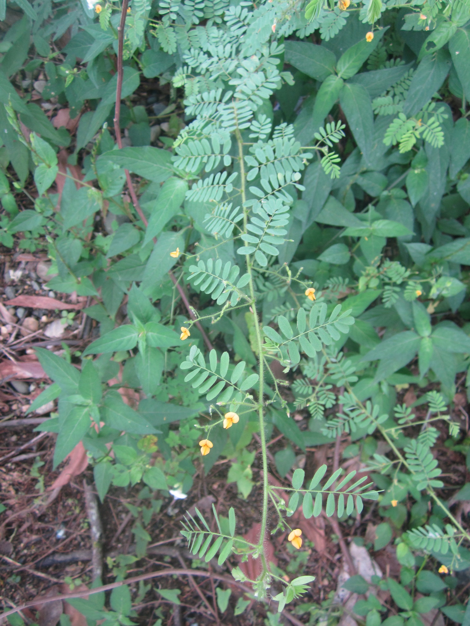 Aeschynomene brasiliana