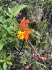 Epidendrum radicans