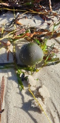 Codium pomoides