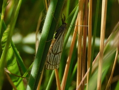 Chrysocramboides craterella