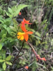 Epidendrum radicans