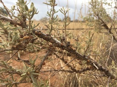Ceroplastes irregularis