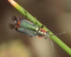 Clanoptilus marginellus