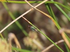 Clanoptilus marginellus