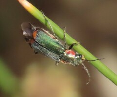 Clanoptilus marginellus