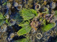 Chaetomorpha antennina