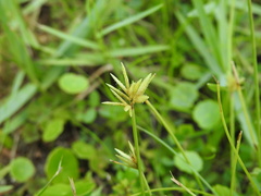 Cyperus lanceolatus