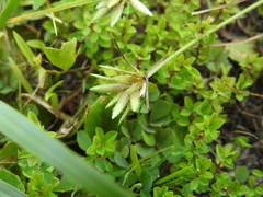Cyperus lanceolatus