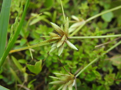 Cyperus lanceolatus