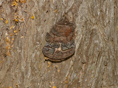 Phellinus badius