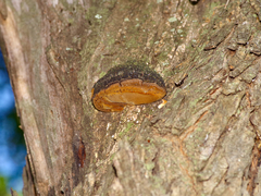 Phellinus badius