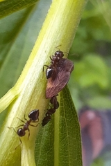 Crematogaster cerasi