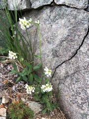 Draba borealis