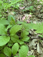 Pyrola elliptica