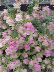 Origanum libanoticum