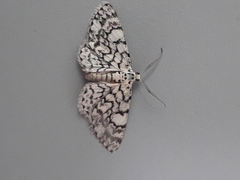 Hymenomima camerata