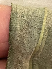 Helianthus resinosus