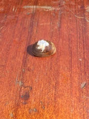 Sphaerium rhomboideum