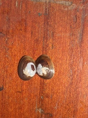 Sphaerium rhomboideum