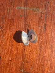 Sphaerium rhomboideum