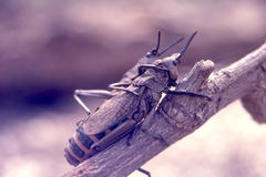 Dictyophorus griseus