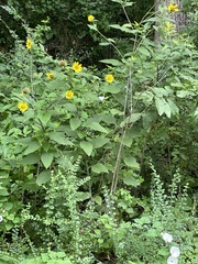 Helianthus resinosus