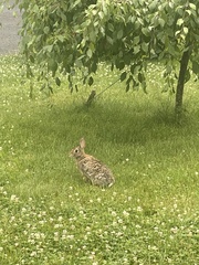 Sylvilagus floridanus