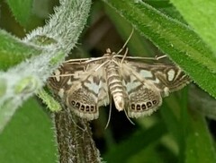 Neocataclysta magnificalis