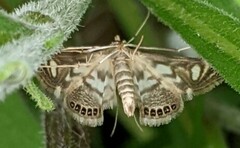 Neocataclysta magnificalis