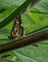 Neocataclysta magnificalis